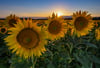 Die letzten Strahlen der Abendsonne leuchten über einem Feld mit blühenden Sonnenblumen. So gut wie im Bild sehen viele Pflanzen in der Altmark aber nicht aus.