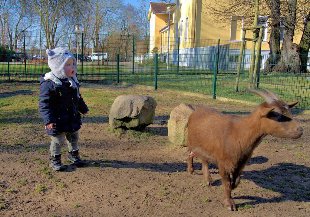 Tierpark in Zabakuck: Beliebt ist der Streichelzoo mit den Zwergziegen.