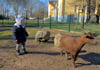 Tierpark in Zabakuck: Beliebt ist der Streichelzoo mit den Zwergziegen.