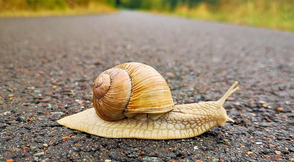 Manchmal muss man beim Radeln auch auf kleine Tiere achten. Einige Schnecken waren zwischen Zeitz und Kretzschau unterwegs.