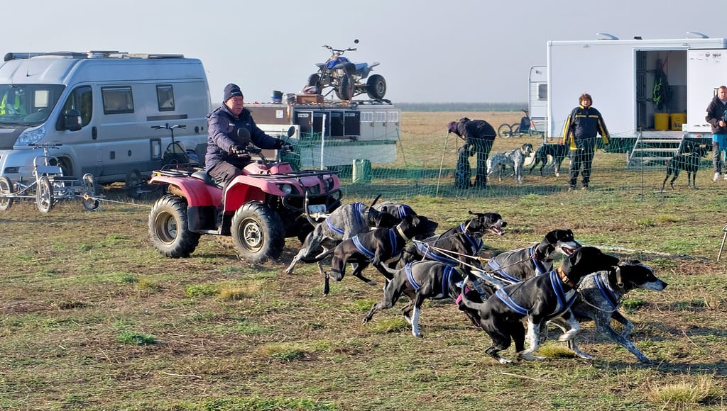 In Leipa, hier ein Bild vom Training zur Deutschen Meisterschaft 2021, steht im November die EM im Schlittenhundewagenrennen auf dem Plan.