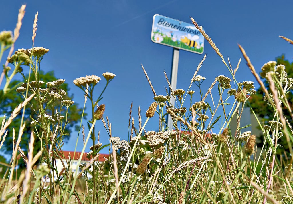 Blüh- und Kräuterwiesen bieten Bienen und anderen Insekten eine Nahrung und werden von vielen Kommunen als naturnahe Bepflanzung genutzt.