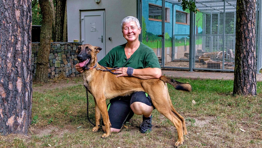 Das Wittenberger Tierheim ist mit Pensionsvierbeinern gut ausgelastet - hier die Tierheimleiterin Catrin Rhode mit dem Malinois-Rüden Lux.