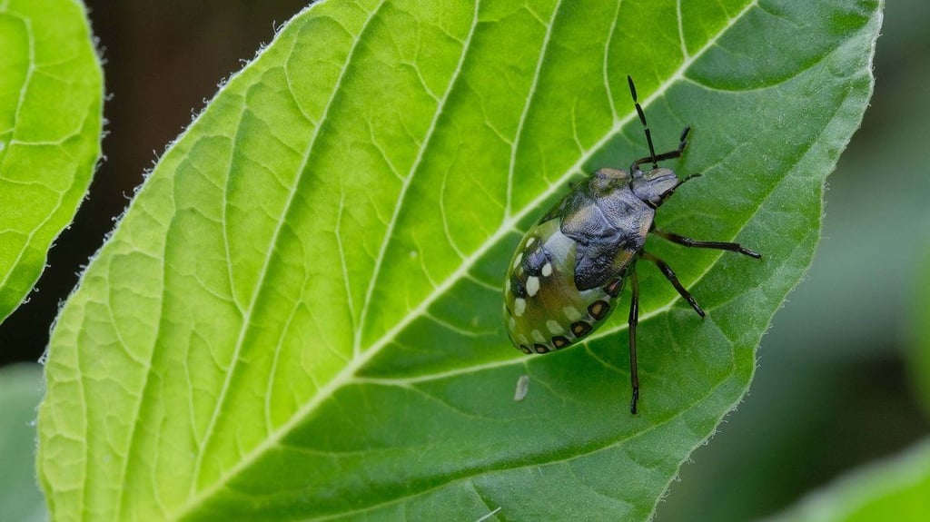 Auf den Pflanzen, aus denen Tee gemacht wird, tummeln sich zu Lebzeiten zahlreiche Insekten.