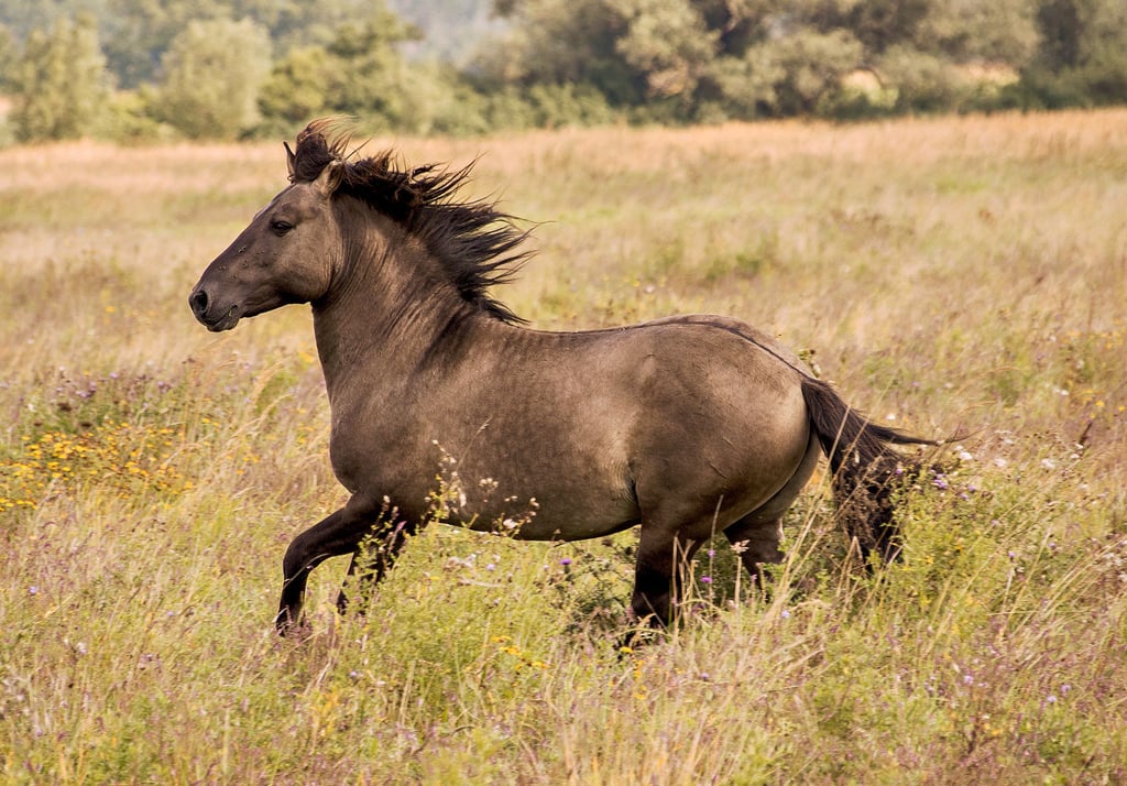 Halbwilde Konik-Pferde, eine genügsame Pony-Rasse aus Mittel- und Osteuropa, auf den Wiesen der Hecklinger Salzstellen.