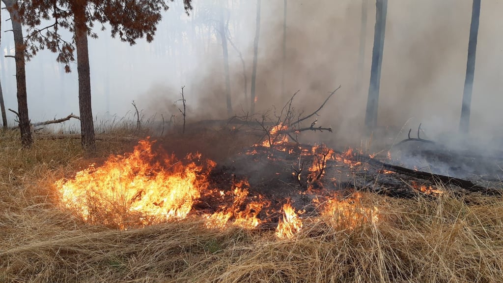 Ein Brandbereich im Wald bei Parchen. Mehr als 40 Einsatzkrüfte der Feuerwehren aus Genthin und angrenzenden ortschaften waren am Sonntag im Einsatz.