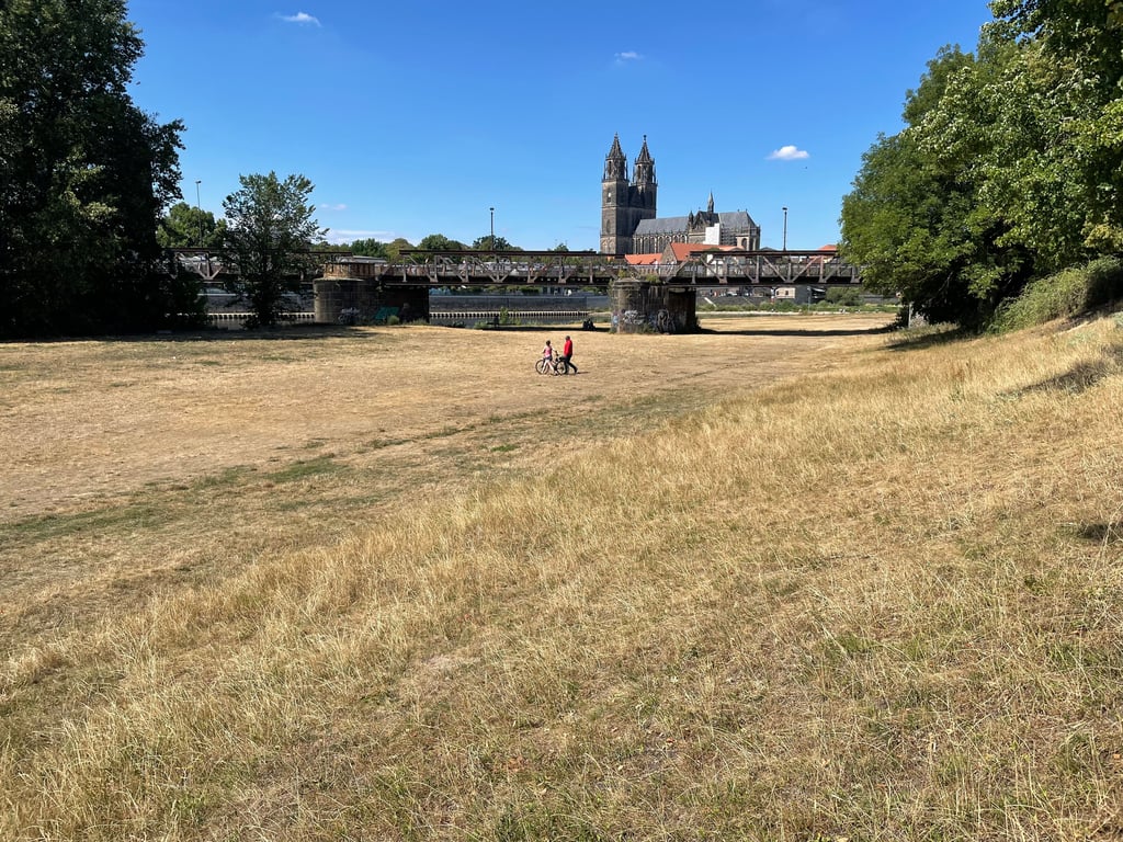 Die Elbwiesen – hier unterhalb der Hubbrücke am Magdeburger Stadtpark – verdienen in diesen Tagen ihren Namen nicht mehr. Kaum ein grüner Halm ist auszumachen.