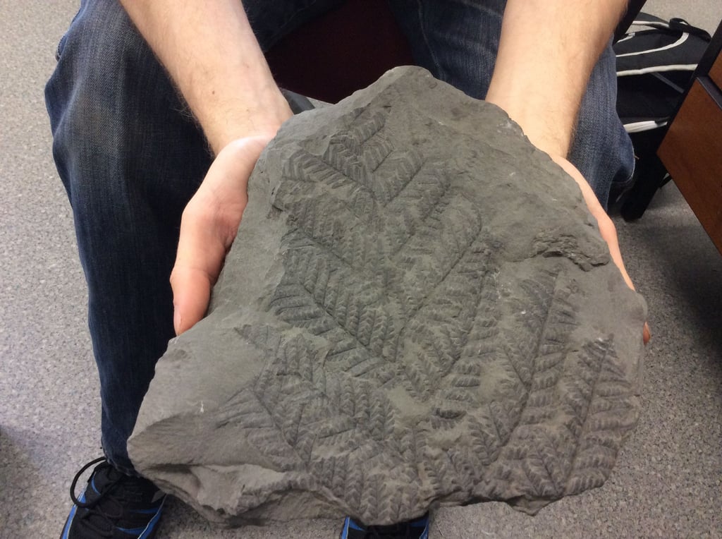 Auch diese Fossilie wurde im Steinkohlebergbau von Wettin gefunden. Sie zeigt einen Schachtelhalm.