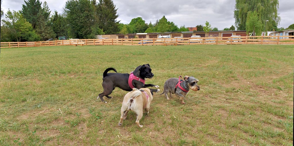 Luna, Mila und Dackel Karli (v.li.) weihen als erste Vierbeiner den neuen Hundespielplatz in der Hettstedter Randsiedlung ein.
