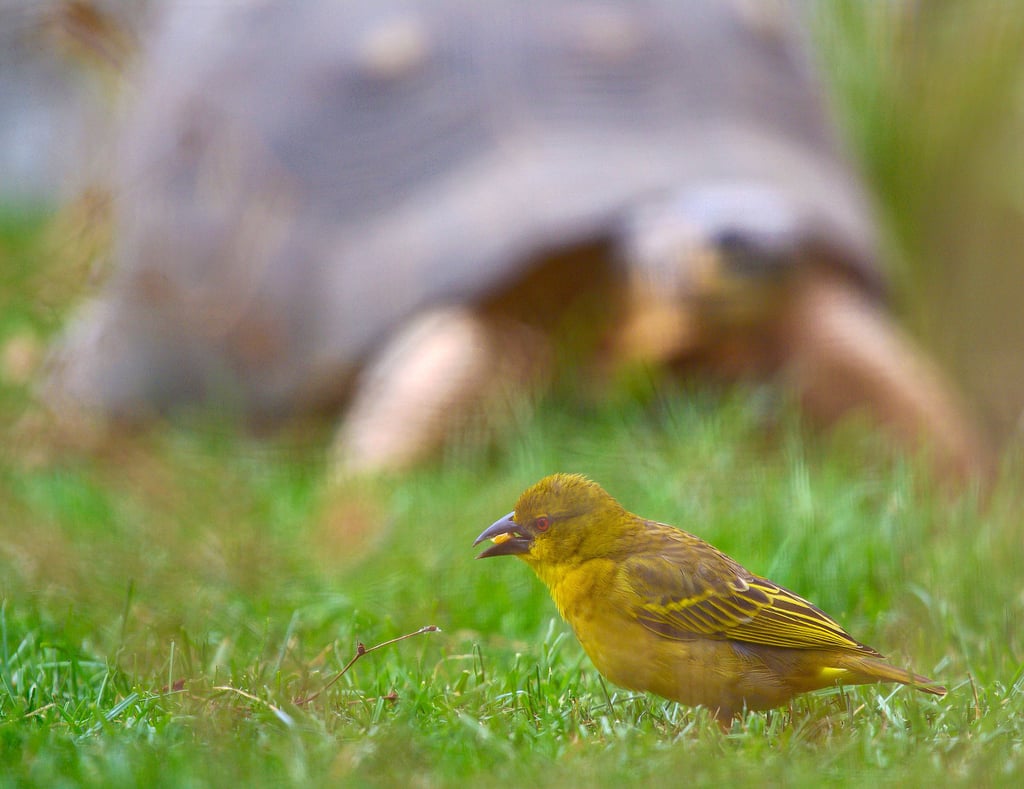 Ein Textor-Webervogel-Weibchen sitzt in der neuen Voliere am Giraffenhaus vom Zoo Magdeburg im Gras. Im Hintergrund ist eine Strahlenschildkröte zu sehen. In Magdeburg bewohnen die Webervögel die neue Voliere zusammen mit vom Aussterben bedrohten Strahlenschildkröten.