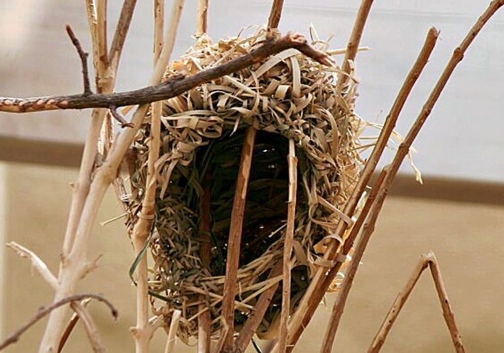 Markant sind die runden Kugelnester des Webervogels.