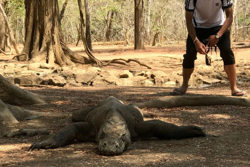 Ein Tourist nähert sich auf der „Drachen-Insel“ einem Komodowaran.