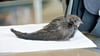 Dieser kleine Mauersegler ist bei bei einem Friseursalon in Schönebeck aus dem Nest gefallen. Seitdem kümmert sich Friseurin Sybille Münster um den jungen Vogel, den sie „Nasibri“ nennt. Sie hat ihn aufgepäppelt und hofft, dass er bald in die Freiheit fliegen kann. 