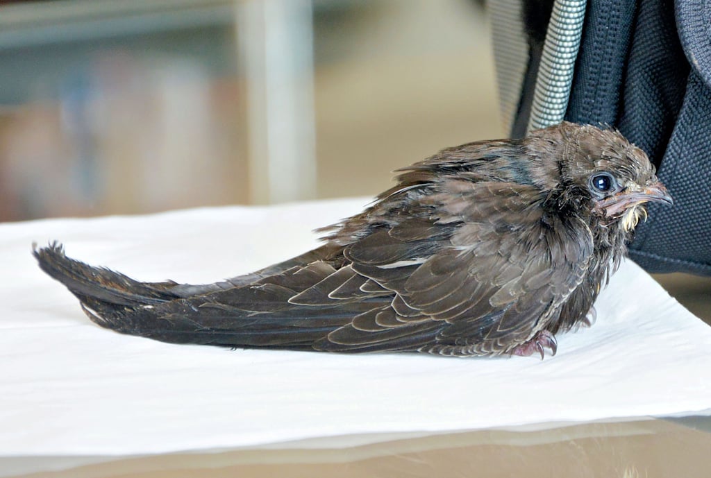 Dieser kleine Mauersegler ist bei bei einem Friseursalon in Schönebeck aus dem Nest gefallen. Seitdem kümmert sich Friseurin Sybille Münster um den jungen Vogel, den sie „Nasibri“ nennt. Sie hat ihn aufgepäppelt und hofft, dass er bald in die Freiheit fliegen kann.