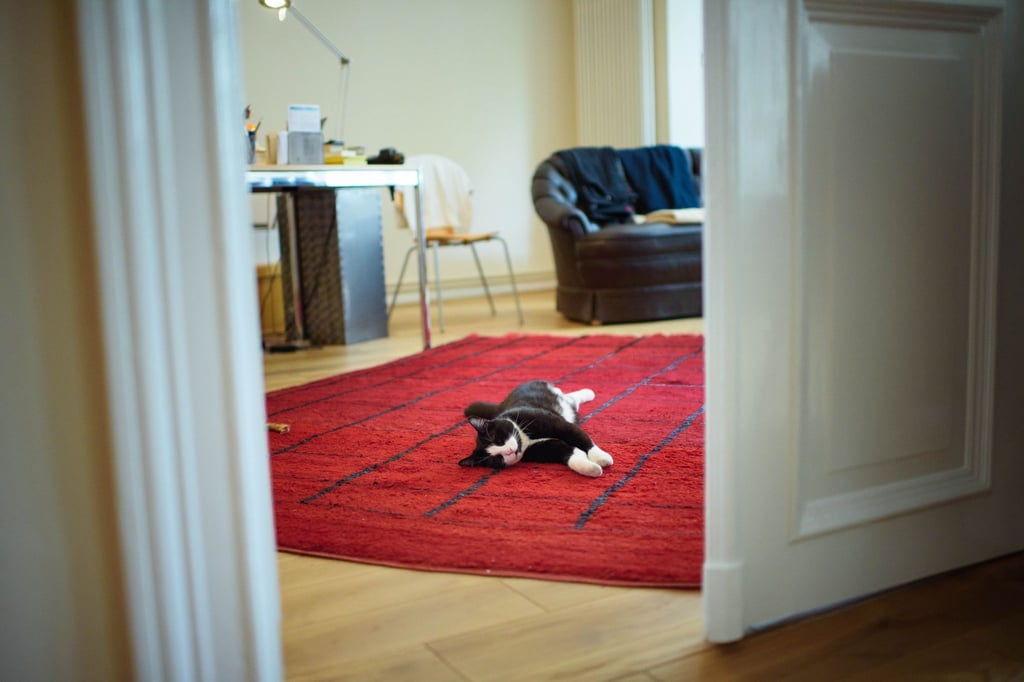 Zwar gilt der Hund seit jeher als „des Menschen bester Freund“. Doch Deutschlands liebstes Heimtier ist und bleibt - die Katze.