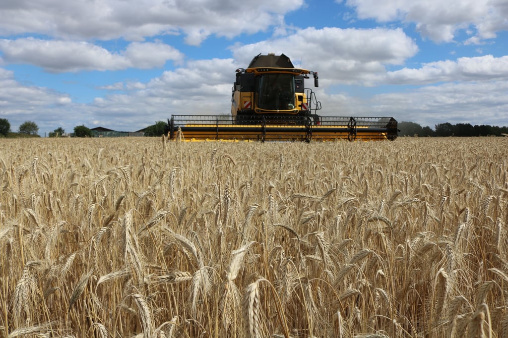 Landwirt Torsten Krümmel mit dem „New Holland“-Mähdrescher bei der Getreideernte auf dem „Hopfengarte“ der Agrarproduktion Lindstedt bei Gardelegen.