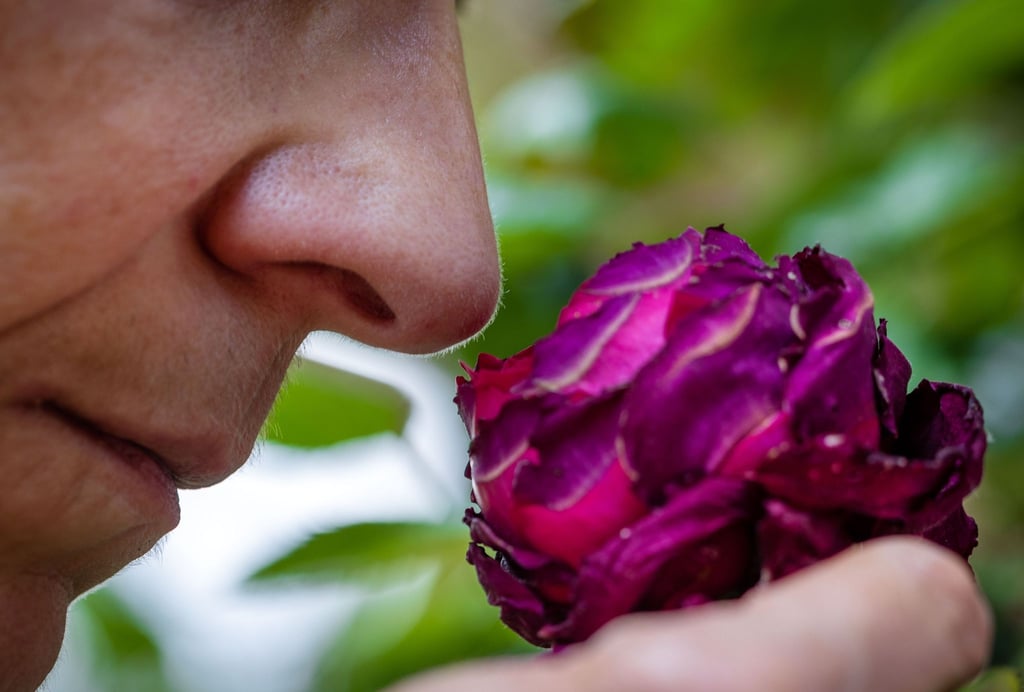Riechen an einer Rosenblüte: Der Geruchssinn des Menschen ist auch für die mentale Gesundheit, harmonische Beziehungen und zum Lösung von Alltagsproblemen wichtig.