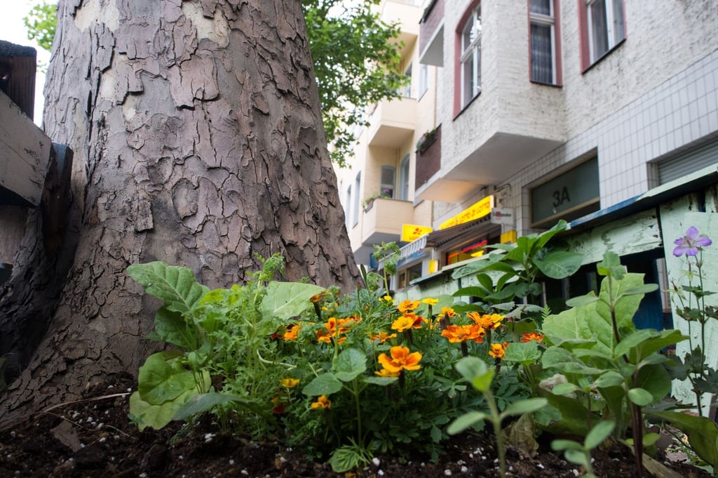 Immer öfter sieht man rings um Straßenbäume kleine Blumenbeete - das ist nicht nur hübsch anzusehen, sondern schützt unter Umständen auch die Bäume vor dem Vertrocknen.