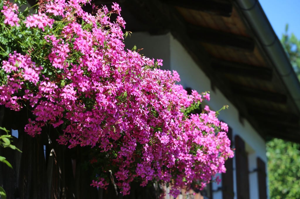 Den Wasserbedarf von Geranien darf man nicht unterschätzen: Ein 80 Zentimeter langer Blumenkasten schluckt etwa 2,5 Liter.