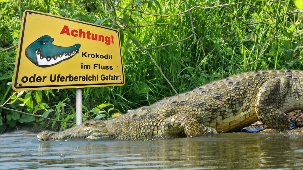 Das gemeldete Krokodil im Mühlgraben bei Klein Schierstedt wurde über mehrere Stunden gesucht.