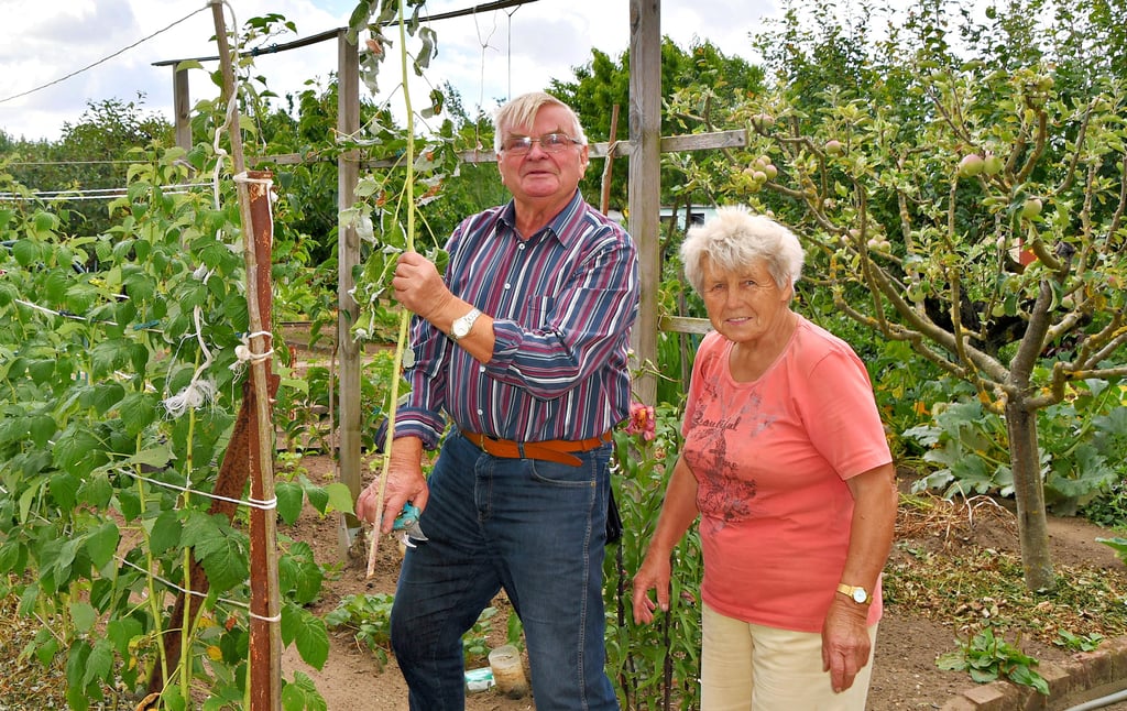 Siegfried Kliematz pflegt seine Sommerhimbeeren. Der Schönebecker Kleingärtner rät zu einer gesunden Mischung Tee jeden Tag: Zitronenmeilsse, Johanneskraut, Thymian und Salbei. Und für die Farbe Rosenblätter von dunkelroten Rosen.