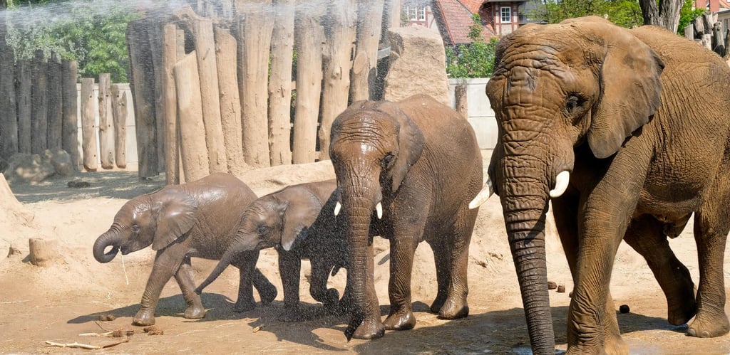 Die Elefanten gehören zu den Attraktionen des Bergzoos in Halle.