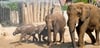Die Elefanten gehören zu den Attraktionen des Bergzoos in Halle.
