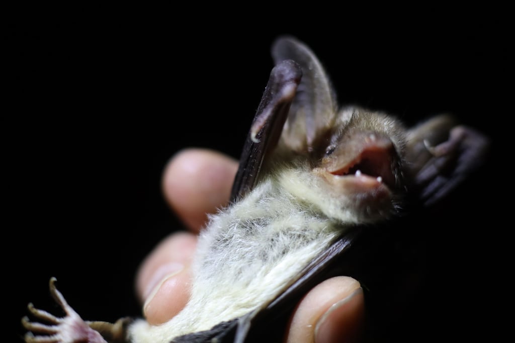 Symbolfoto - Eine Fledermaus (auf dem Bild: Großes Mausohr) wird untersucht.