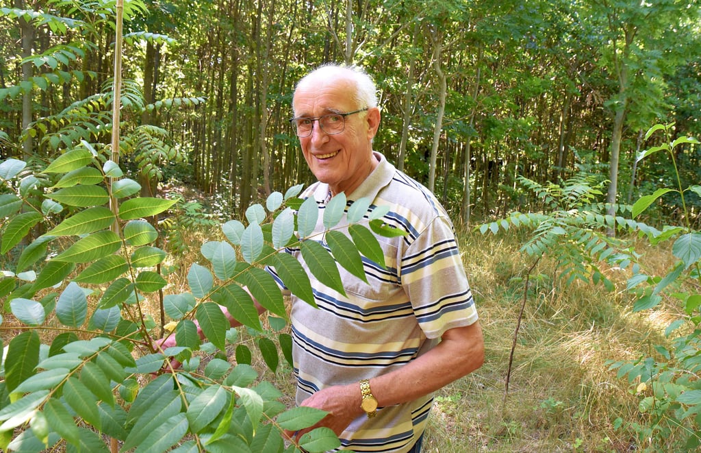 Auf 5,6 Hektar ehemaliger Ödlandfläche unweit des Calbenser Niederschachtofenwerkes schuf Rüdiger Uhlmann (83) einen ökologisch und forstlich wertvollen Wald am Rande der Stadt.