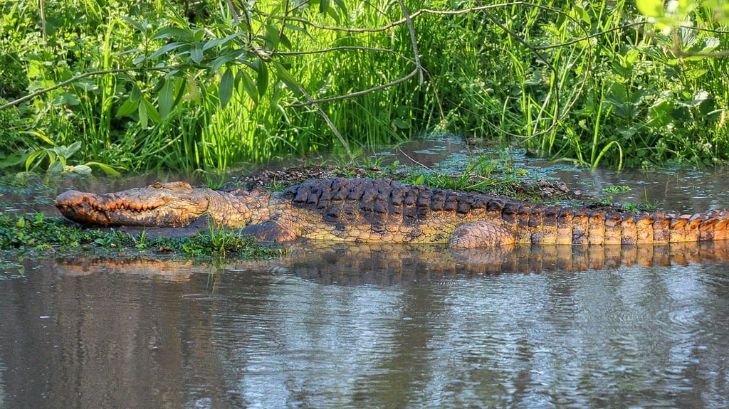 Gibt es doch ein Krokodil im Bereich der Wipper bei Klein Schierstedt?