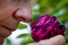 Riechen an einer Rosenblüte: Der Geruchssinn des Menschen ist auch für die mentale Gesundheit, harmonische Beziehungen und zum Lösung von Alltagsproblemen wichtig.