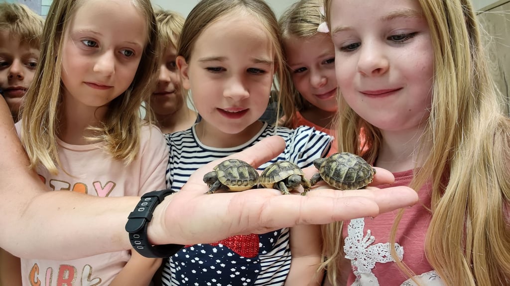 Die Mädchen und Jungen der Kita "Kyffhäuserzwerge" in Kelbra sind von den Griechischen Landschildkröten begeistert.