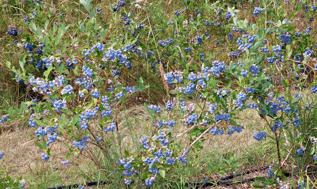Die Sträucher in Hohenseeden hängen in diesem Jahr voll mit Heidelbeeren.