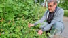 Lars Heidenreich, Aka-Gartenexperte in Aschersleben, stellt Pflanzen in den Parks und Gärten vor. Hier den Storchschnabel.