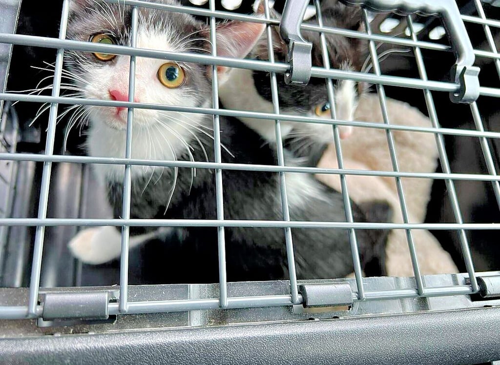 Tierschützer haben die ausgesetzten Katzen auf dem Rastplatz eingefangen und ins Tierheim nach Ahlum gebracht.