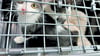 Tierschützer haben die ausgesetzten Katzen auf dem Rastplatz  eingefangen und ins Tierheim nach Ahlum gebracht.