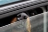 Die Polizei hat zwei stark hechelnde Hunde aus einem parkenden Auto in Chemnitz befreit.