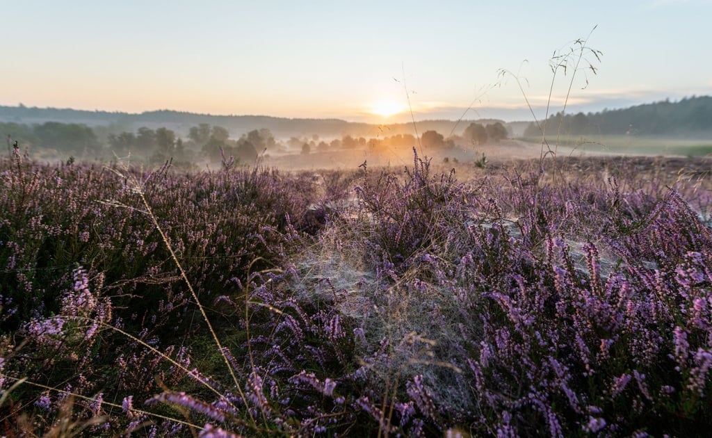 Die Sonne geht in der Lüneburger Heide auf.