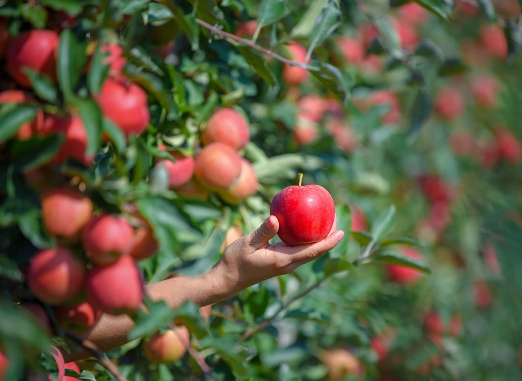 Eine Frau hält einen frisch gepflückten Apfel der Sorte Gala auf einer Plantage in Lichtenberg in der Hand.