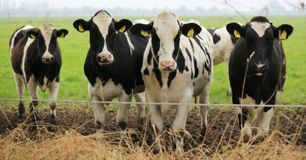 In der Altmark, in der es viel Grünland gibt, prägen Kühe das Landschaftsbild.