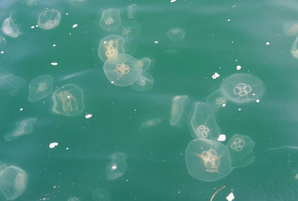 Quallen schwimmen in der Kieler Förde in der Ostsee.