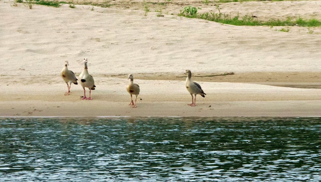 Nilgänse sind mittlerweile an und auf der Elbe oft zu beobachten - wie hier gegenüber vom Dessauer Kornhaus.