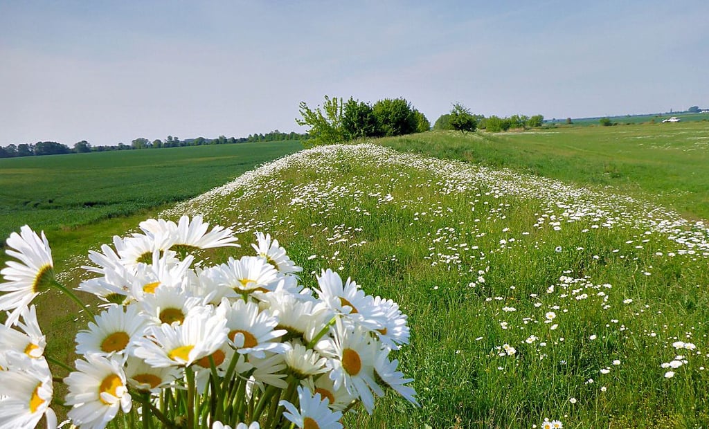 Der Ringdeich von Breitenhagen.