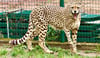 Gepard Remi ist einer der  neuen Bewohner im Tiergarten Bernburg. 