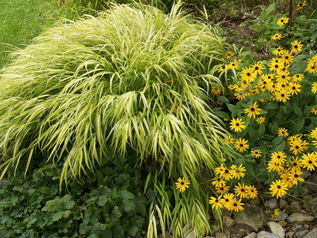 Japanisches Berggras (im Bild: Hakonechloa macra „Aureola“) wird am besten von April bis Juni angepflanzt. Besonders gut gedeiht die Staude im Halbschatten.