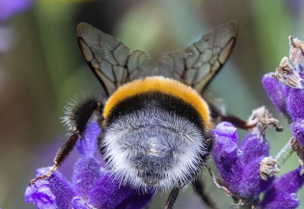 Am Freitag startet die zweite Runde der diesjährigen bundesweiten Mitmachaktion „Insektensommer“ des Naturschutzbunds Deutschland (Nabu)