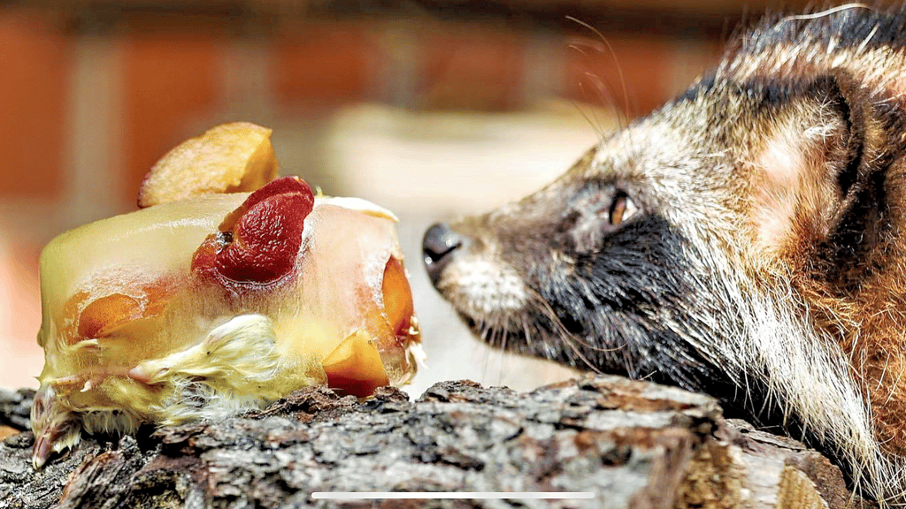 Eisbomben sorgen für Abkühlung - hier beim Marderhund im Wildpark Weißewarte.