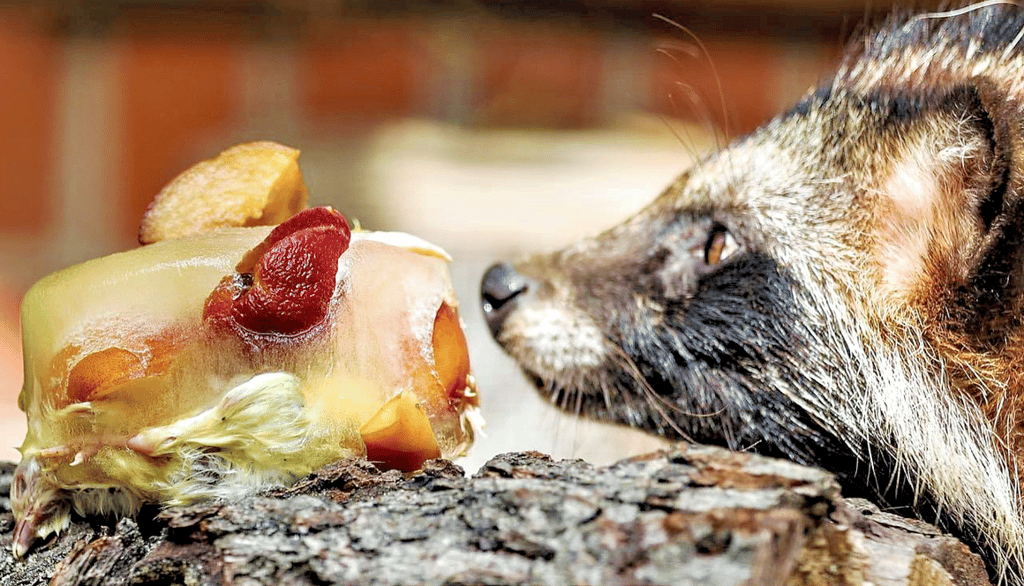 Eisbomben sorgen für Abkühlung - hier beim Marderhund im Wildpark Weißewarte.