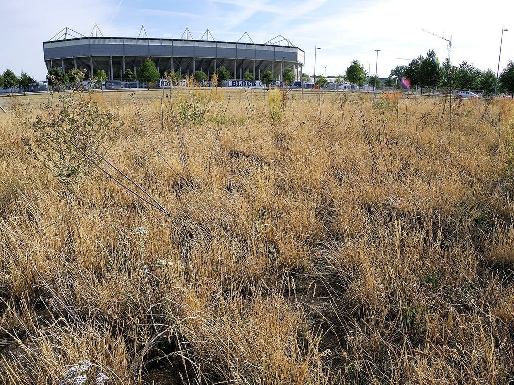 Gelb und vertrocknet statt grün und vital: Viele der jungen Bäume und Sträucher vor der MDCC-Arene in Magdeburg sind ganz offenbar eingegangen.