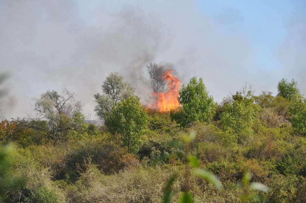 Auf dem wild zugewucherten Ascheberg in Magdeburgs Stadtteil Hopfengarten wütete ein Großbrand.